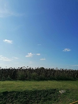Nyíradony erdő és szántó eladó